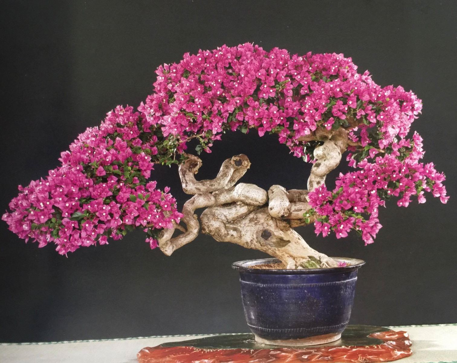 Bonsai hoa giấy