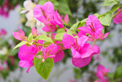 Cách chăm sóc, tưới nước cho hoa giấy