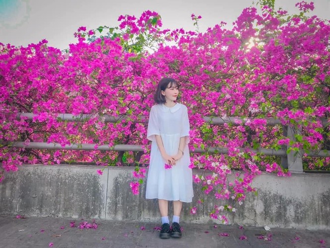 Hoa giấy leo hàng rào