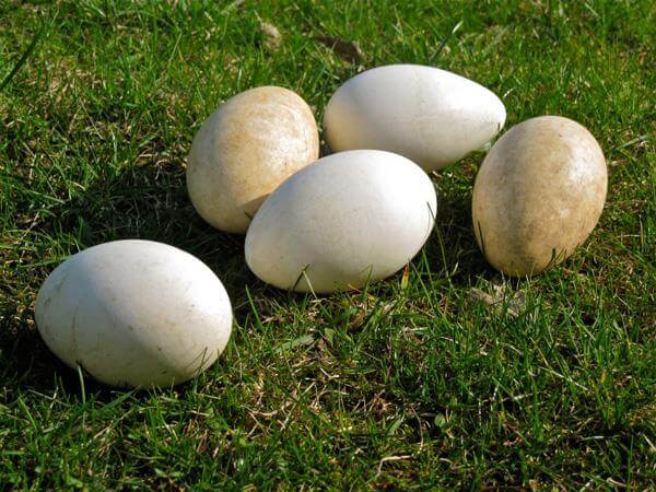 Không nên ăn trứng ngỗng quá nhiều