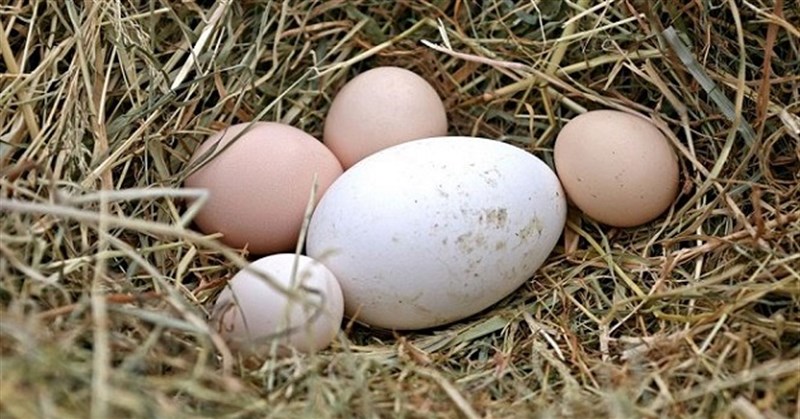 Trứng ngỗng có tác dụng gì? Bà bầu ăn trứng ngỗng khi nào, cần lưu ý gì?
