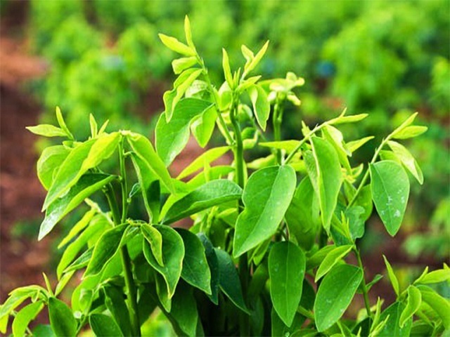 Ăn rau ngót có tác dụng gì