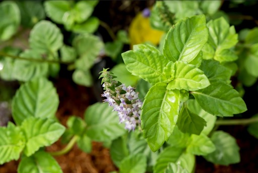 Cây sương sáo Cây sương sáo