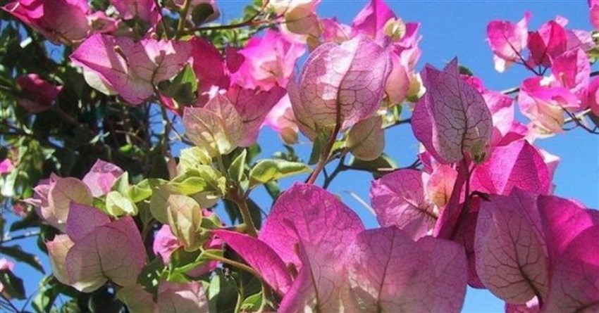 Hoa giấy có những màu gì? Nở vào mùa nào? Hoa giấy có ý nghĩa gì?