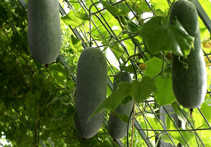 Tìm hiểu về bí đao