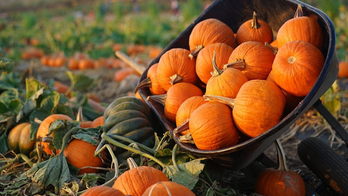 Bí đỏ bao nhiêu calo