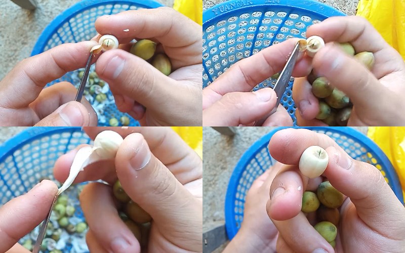 Cách bóc hạt sen tươi Cách bóc hạt sen tươi