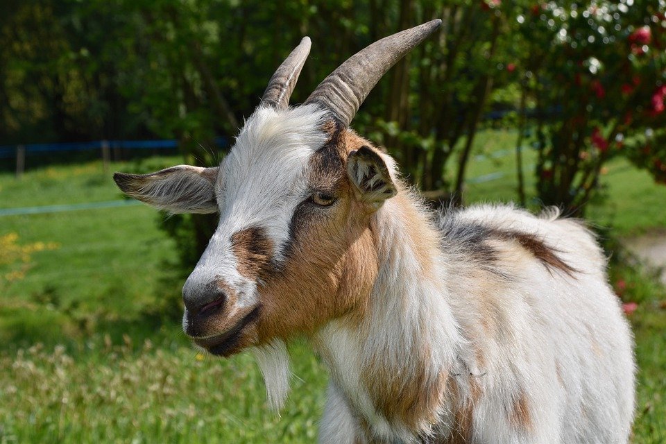 Sinh năm 1991 hợp hướng nào? Sinh năm 1991 hợp hướng nào?