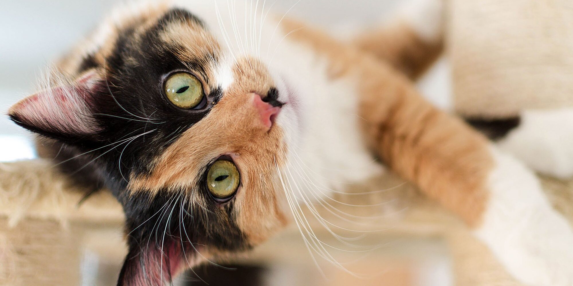 Sinh năm 1999 hợp tuổi nào?