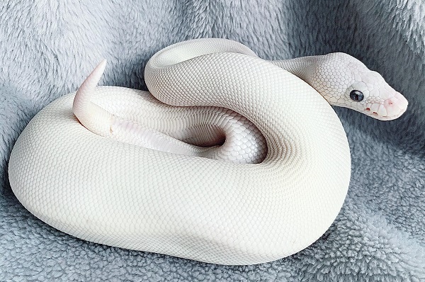 Sinh năm 2001 hợp hướng nào?