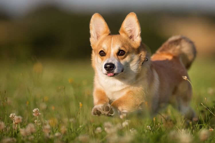 Sinh năm 1994 hợp màu gì?