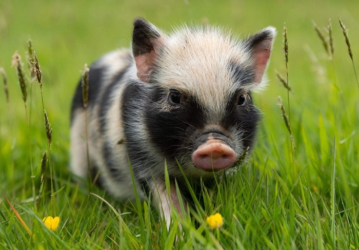 Sinh năm 1995 hợp tuổi nào?