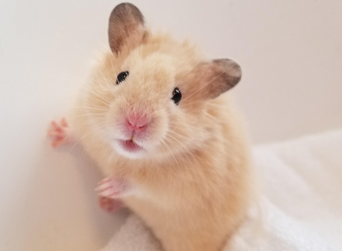 Sinh năm 1996 hợp tuổi nào? Sinh năm 1996 hợp tuổi nào?