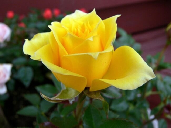 Hình hoa hồng vàng đẹp