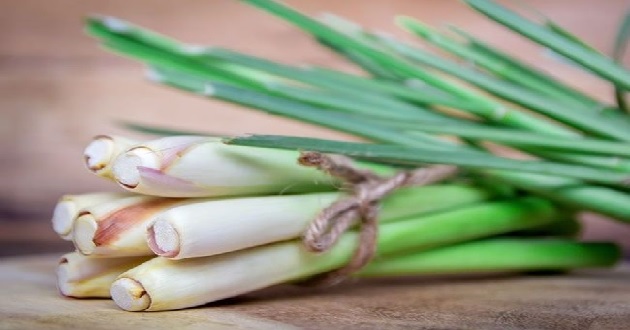 Cách bảo quản sả tươi lâu Cách bảo quản sả tươi lâu