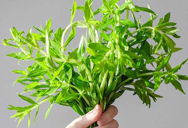 Rau ngổ là cây gì, có tác dụng gì?