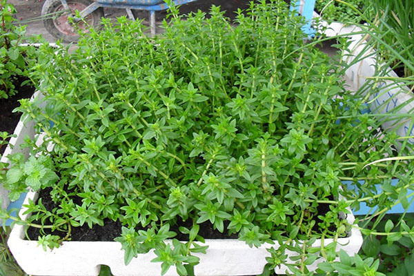 Rau ngổ trị bệnh gì?