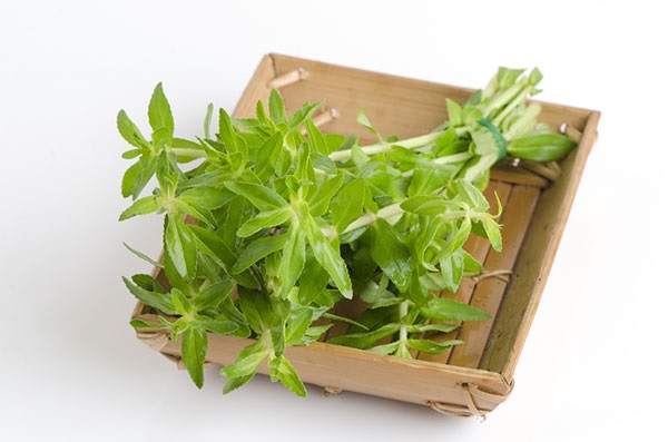 Lưu ý khi chữa bệnh bằng rau ngò ôm