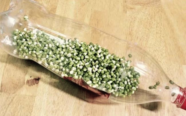 Cho đỗ uống nước