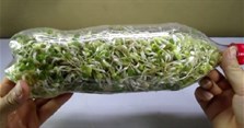 Cách làm giá đỗ bằng chai nhựa mập, ít rễ tại nhà
