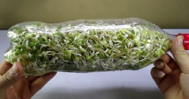 Thu hoạch giá đỗ