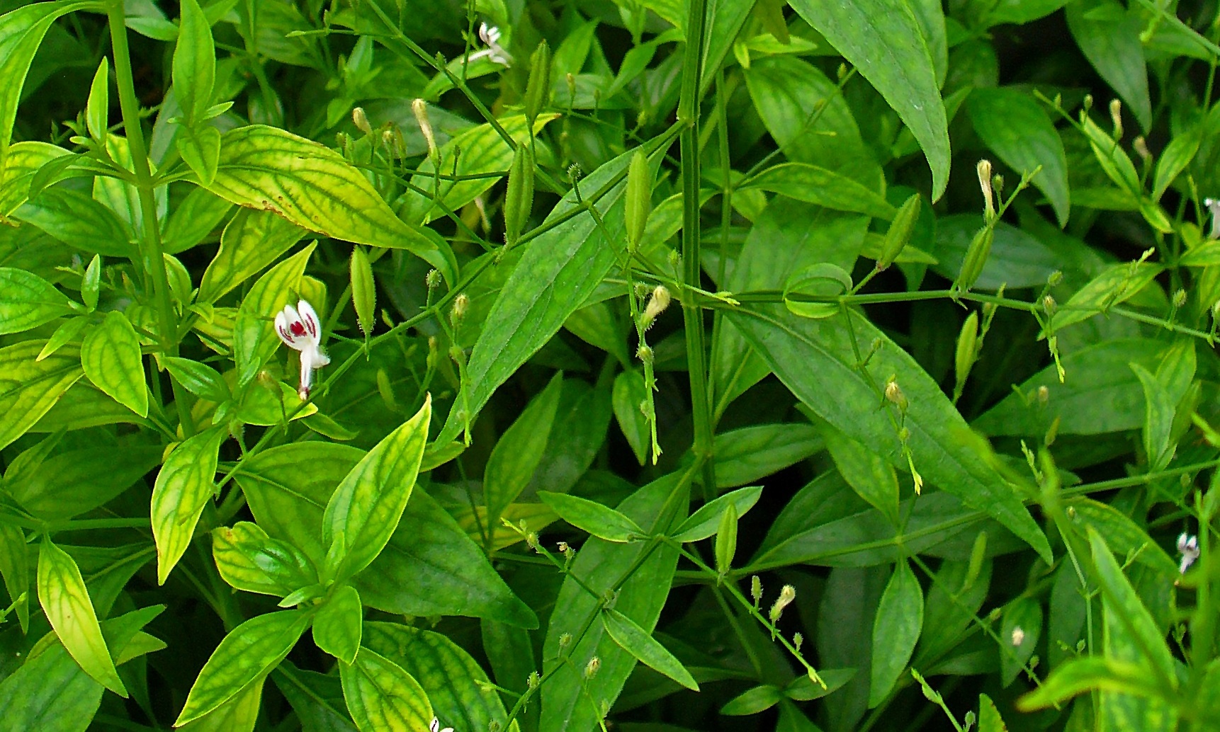 Xuyên tâm liên là cây gì?