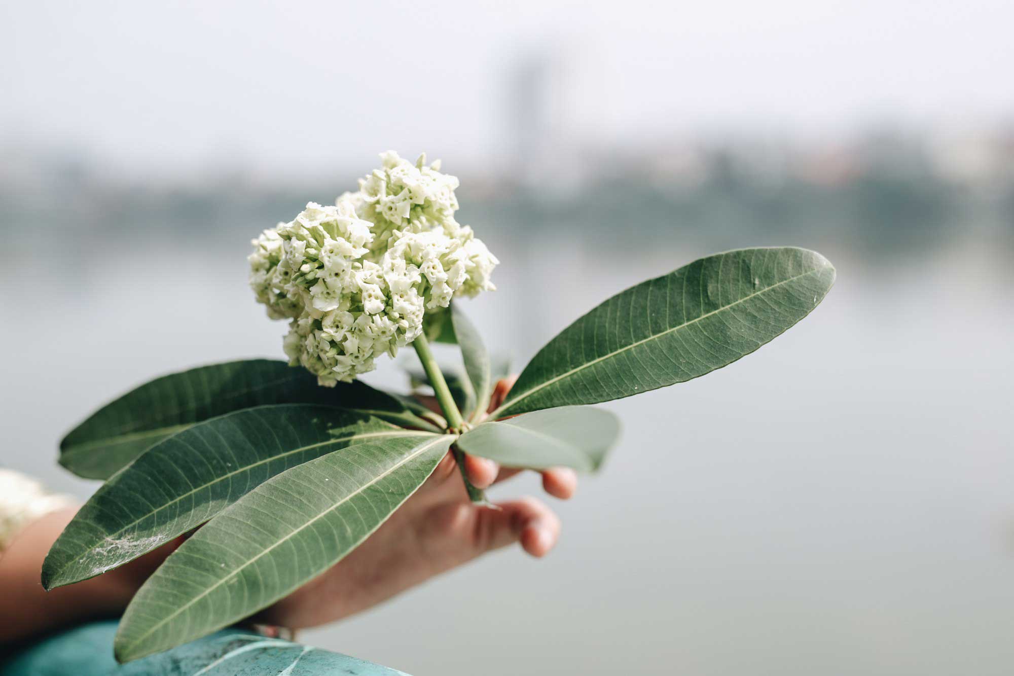 Bài thơ về hoa sữa nồng nàn Bài thơ về hoa sữa nồng nàn