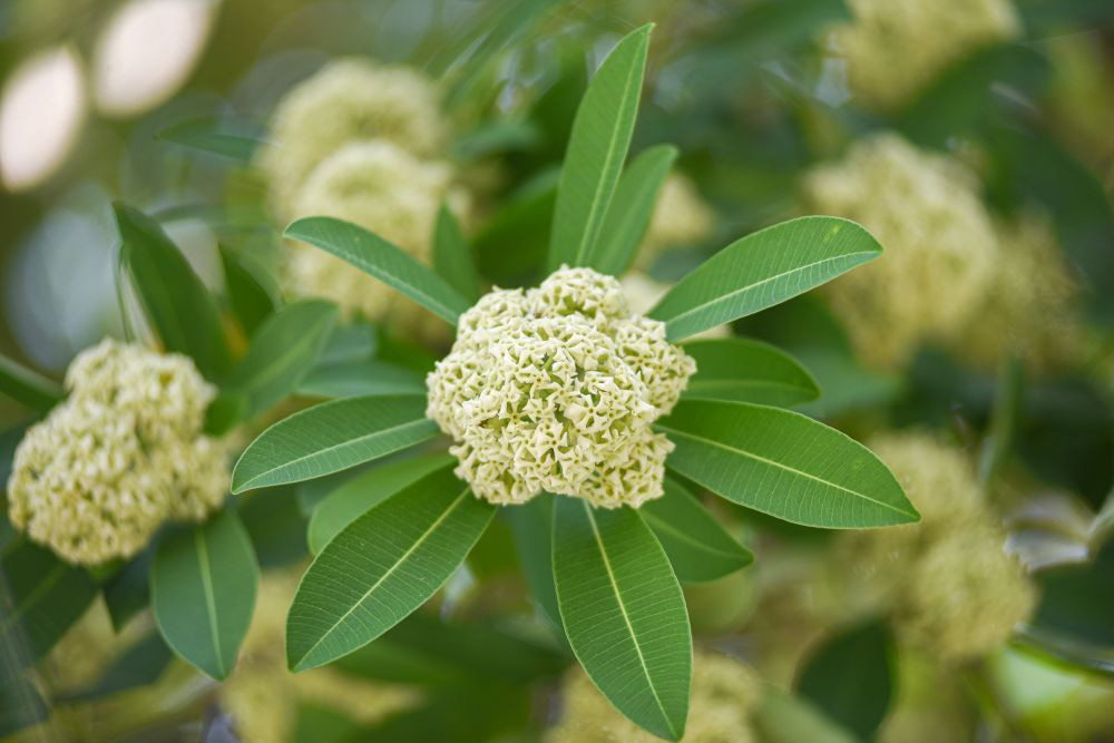 Mùi hoa sữa Hà Nội nồng nàn Mùi hoa sữa Hà Nội nồng nàn