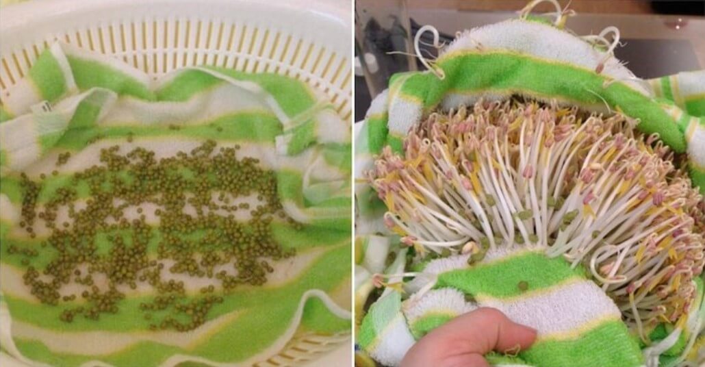 Cách làm giá đỗ bằng rổ