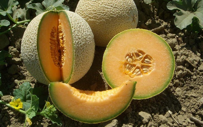 Tìm hiểu đôi chút về dưa lưới