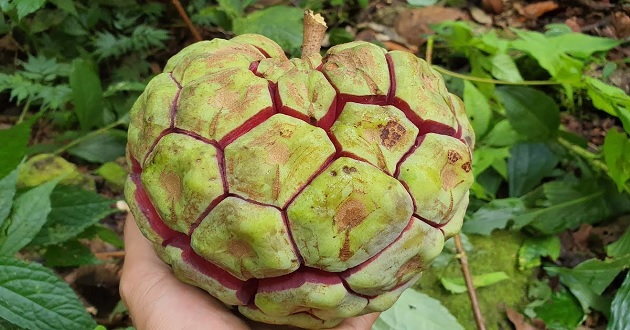 Quả na rừng Quả na rừng