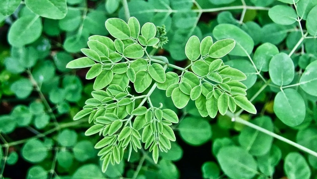 Rau chùm ngây có tác dụng gì Rau chùm ngây có tác dụng gì