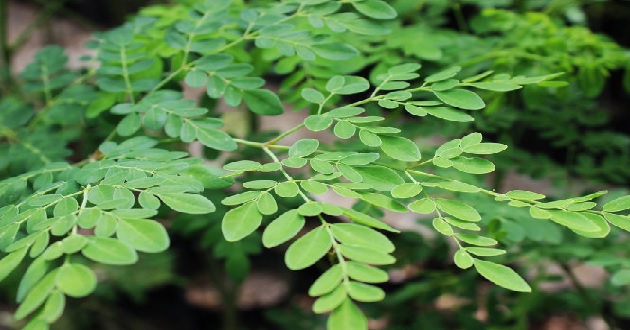 Rau chùm ngây có tác dụng gì Rau chùm ngây có tác dụng gì