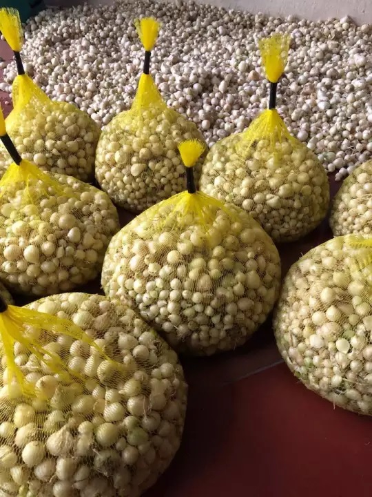 Cách bảo quản hành tăm