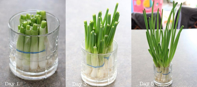Cách trồng hành lá thủy sinh Cách trồng hành lá thủy sinh