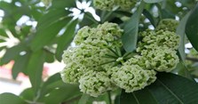 Hoa sữa nở vào mùa nào? Hoa sữa màu gì, mùi gì?