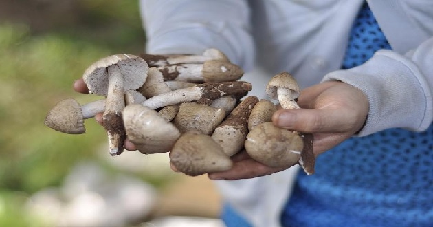 Cách bảo quản nấm mối