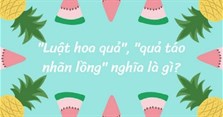 Luật hoa quả là gì? Quả táo nhãn lồng là gì?