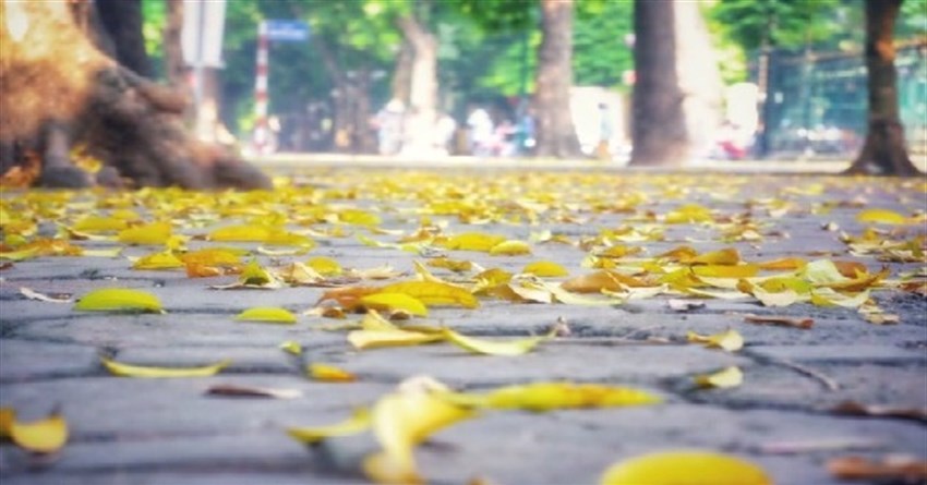 Những bài hát về mùa thu Hà Nội hay, lãng mạn nhất
