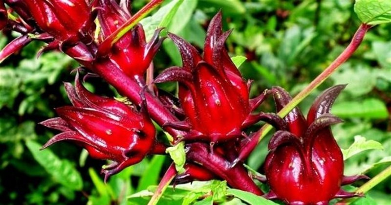 Atiso đỏ còn gọi là gì? Cây hoa atiso đỏ có tác dụng gì?
