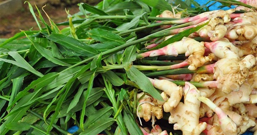 Trồng gừng vào tháng mấy? Cách trồng gừng cho năng suất cao tại nhà