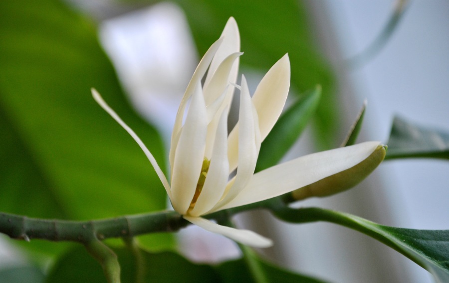 Giá hoa ngọc lan bao nhiêu? Mua ở đâu? Giá hoa ngọc lan bao nhiêu? Mua ở đâu?