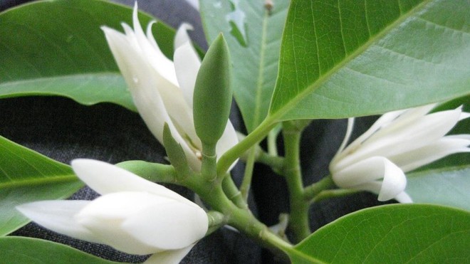 Cách trồng hoa ngọc lan Cách trồng hoa ngọc lan