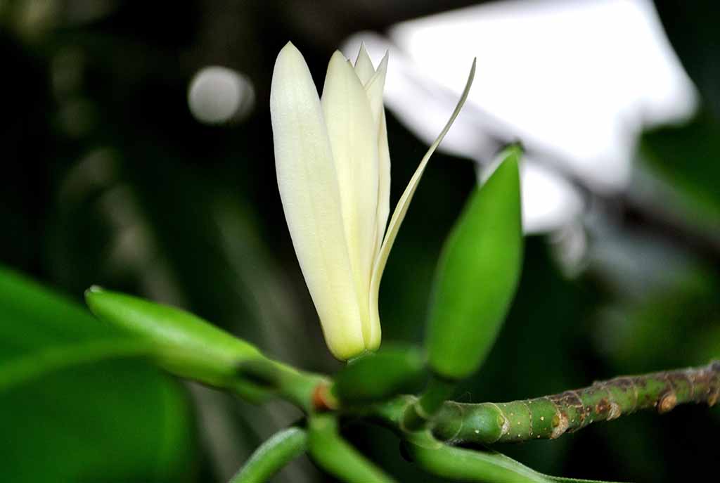 Cách chăm sóc hoa ngọc lan Cách chăm sóc hoa ngọc lan