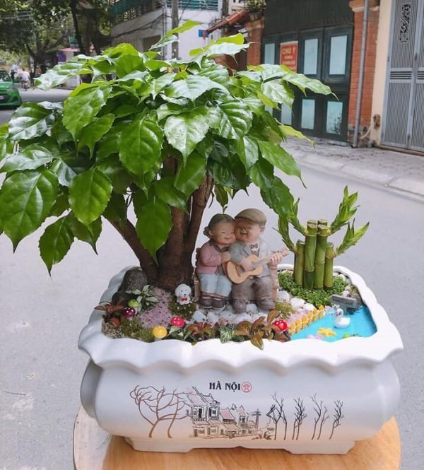 Cây hạnh phúc Cây hạnh phúc