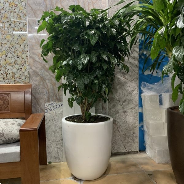 Cây hạnh phúc Cây hạnh phúc