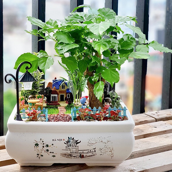 Cây hạnh phúc Cây hạnh phúc