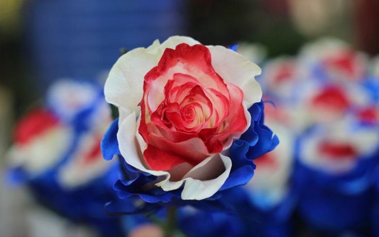 Stt về hoa hồng Stt về hoa hồng