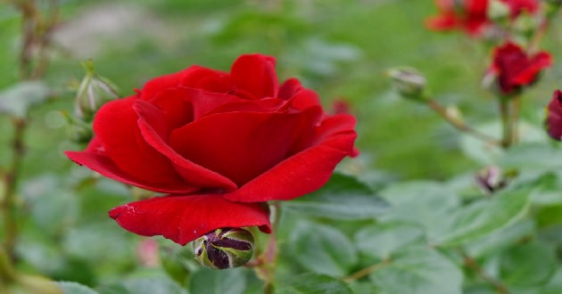 Những câu nói về hoa hồng bằng tiếng Anh Những câu nói về hoa hồng bằng tiếng Anh