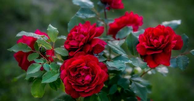 Hoa hồng Hoa hồng